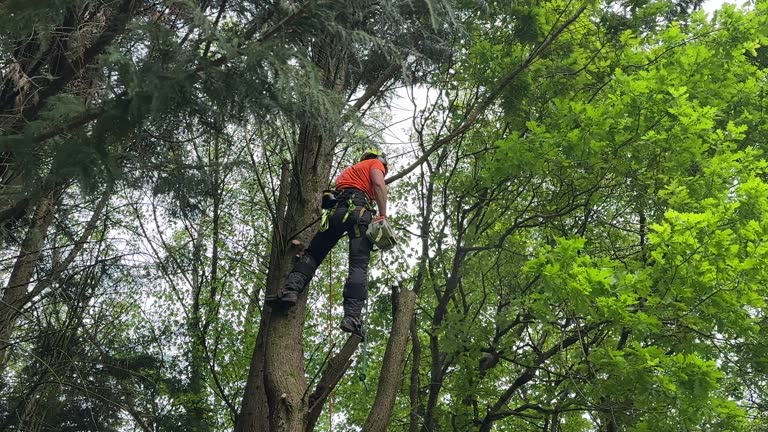 Reliable Poteet, TX Tree Removal and Landscaping Services Solutions